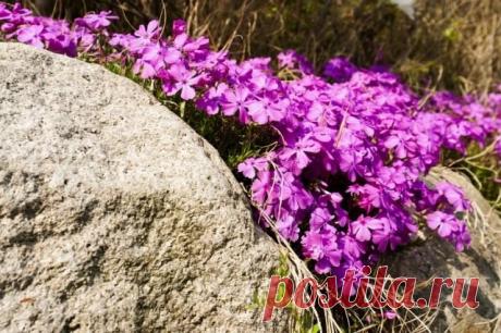 7 лучших почвопокровных растений для альпинария. Список почвопокровников с фото — Страница 2 из 8 — Ботаничка.ru