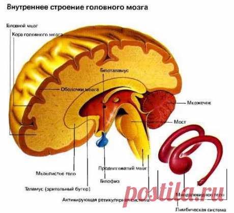 Ретикулярная формация мозга