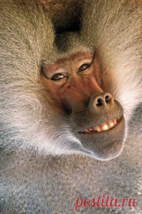 Nature's Best 2006: Image Gallery: Baboon