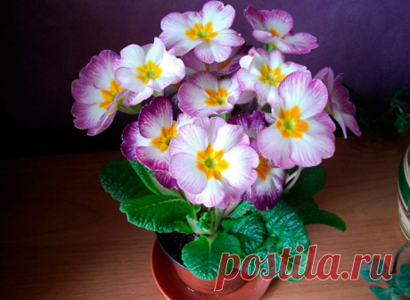Примула комнатная