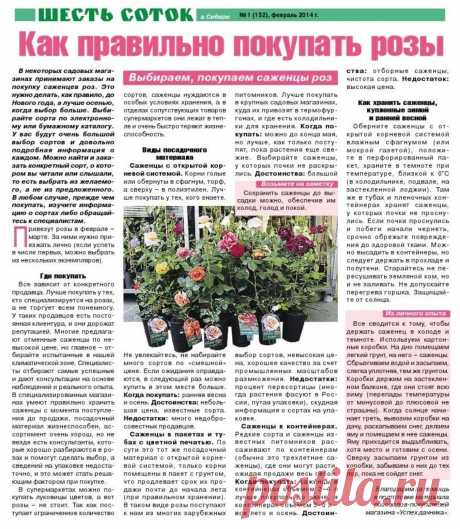 Как правильно покупать розы