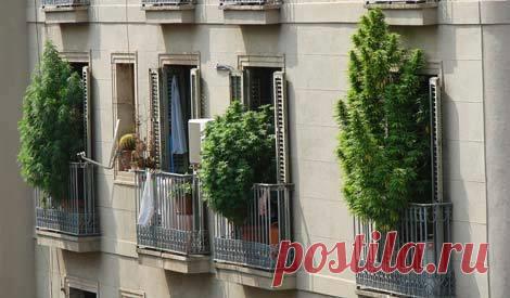 Семинар по медицинскому использованию марихуаны в Иллинойсе - Blog