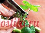 Как правильно обрезать герань