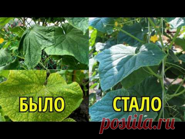 ЖЕЛТЕЮТ И ВЯНУТ ЛИСТЬЯ У ОГУРЦОВ, СРОЧНО СДЕЛАЙТЕ ЭТУ СМЕСЬ, ПОМОГАЕТ СПАСТИ!