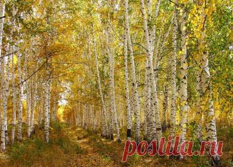 По аллеям гуляет осень