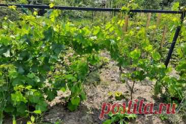 Почему тля возвращается снова и снова: вы боретесь не с той проблемой. Каждый дачник знает это чувство: только обработал кусты, а через неделю снова видишь липкие листья и мелких насекомых.