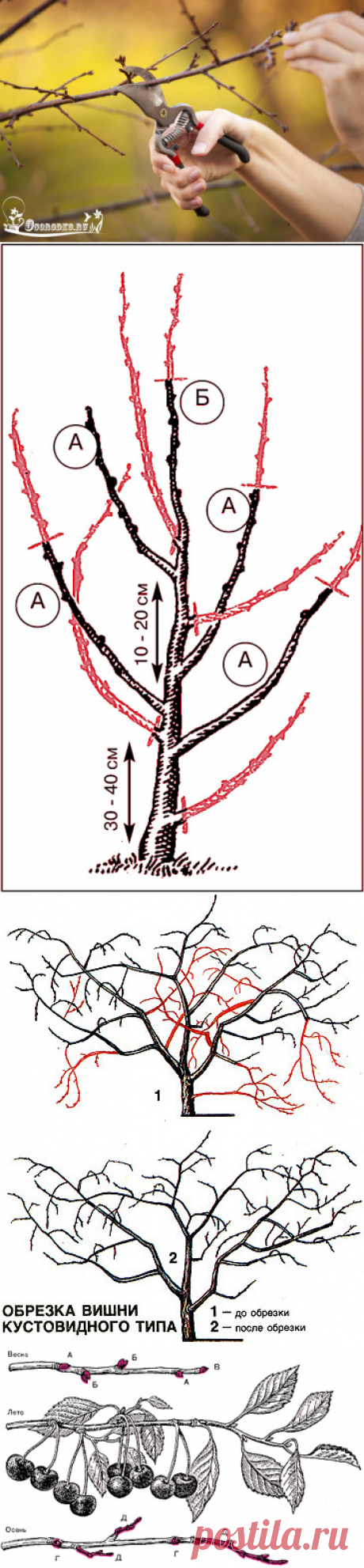 Обрезка вишни – сроки, правила, формирование кроны