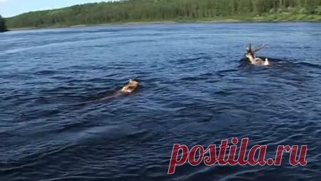 Счастливые люди. 60fps
