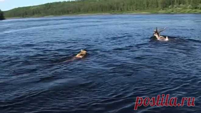Счастливые люди. 60fps
