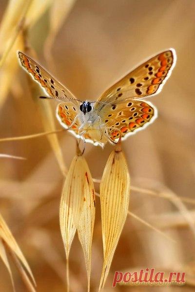 Экология: береги природу! | Животные и растения