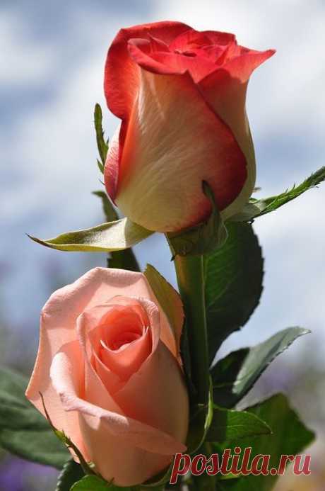 Pink tipped roses | Flowers, Garden Spaces