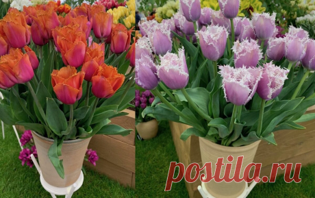 Тюльпаны 🌷 у меня цветут раньше, чем снег тает – про хитрость посадки рассказываю в статье | Зелёные истории | Яндекс Дзен