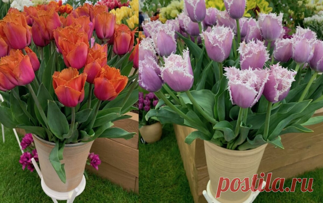 Тюльпаны 🌷 у меня цветут раньше, чем снег тает – про хитрость посадки рассказываю в статье | Зелёные истории | Яндекс Дзен