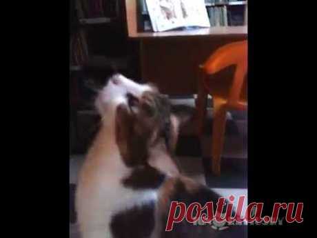 Magic spot on the back / Сеанс экзорцизма - YouTube