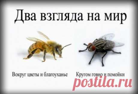 Ударная волна мясного фронта