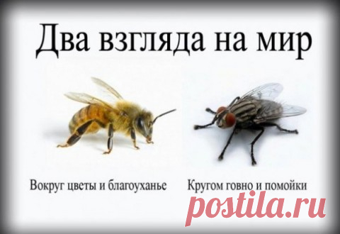 Ударная волна мясного фронта
