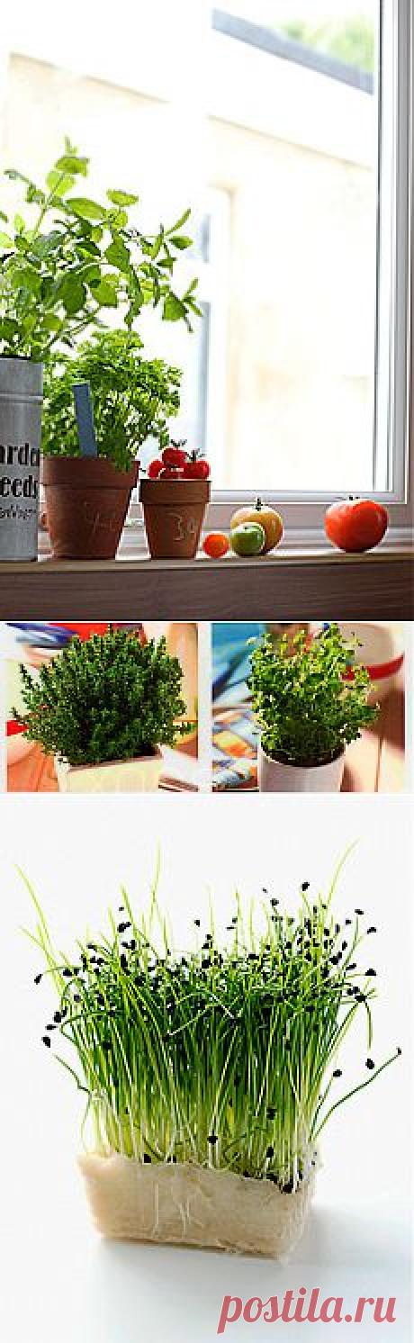 Огород на подоконнике - Как вырастить зелень?