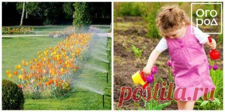 Чем подкормить тюльпаны весной и после цветения | Тюльпаны, Нарциссы (Огород.ru)