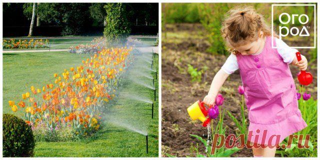 Чем подкормить тюльпаны весной и после цветения | Тюльпаны, Нарциссы (Огород.ru)