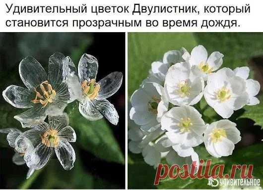 Google+