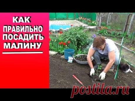 Размножение малины отпрысками  Как правильно посадить малину