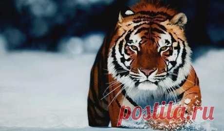 Не сдавайся, даже когда совсем тяжело! / Богатая добыча