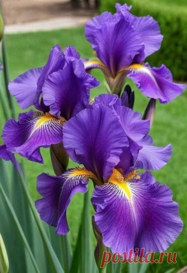 Пин на доске яИРИСИКИ