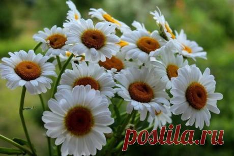Ромашки