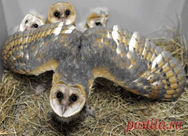 Сипуха защищает птенцов