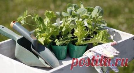 Кольраби на рассаду - правила выращивания и ухода за растением Кольраби на рассаду вырастить довольно просто, если знать основные правила и  важные моменты посадки семян и ухода за ними. Подробнее далее ..