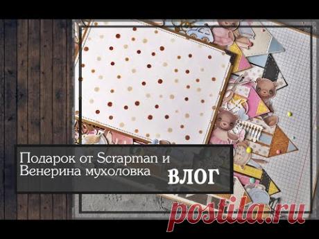 Подарок от Scrapman и Венерина мухоловка\ ВЛОГ/скрапбукинг