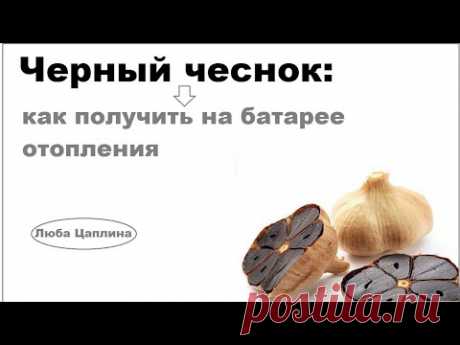 Черный чеснок: как получить на батарее отопления