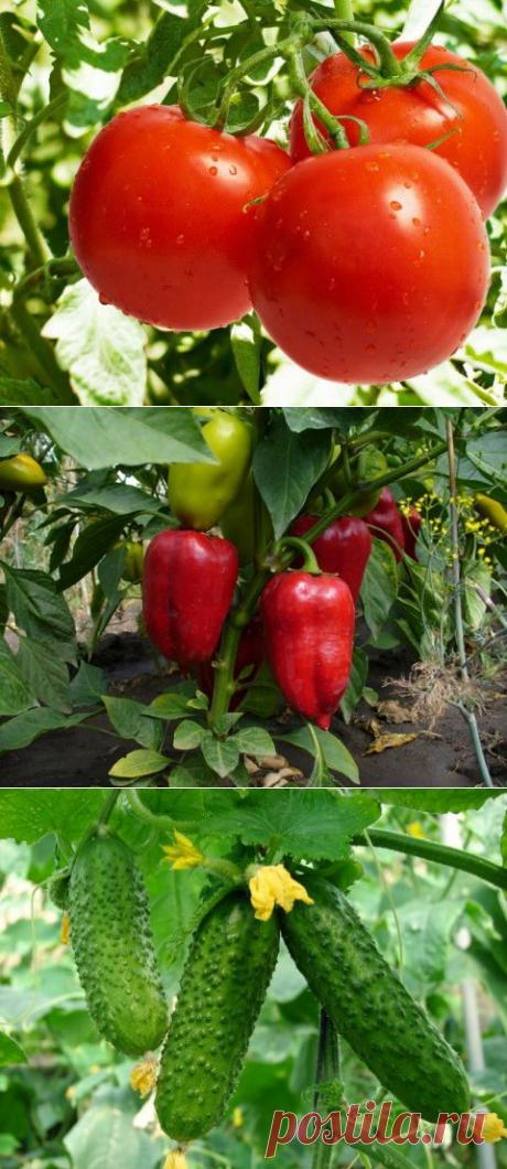 Обзор "Выращивание и уход. Помидоры. . Огурцы", 30 мая | ЖЕНСКИЙ МИР