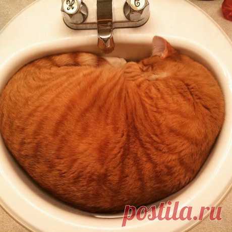25 кошек, которые спят где угодно, кроме ваших коленей