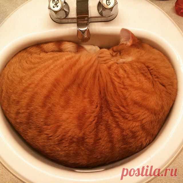 25 кошек, которые спят где угодно, кроме ваших коленей