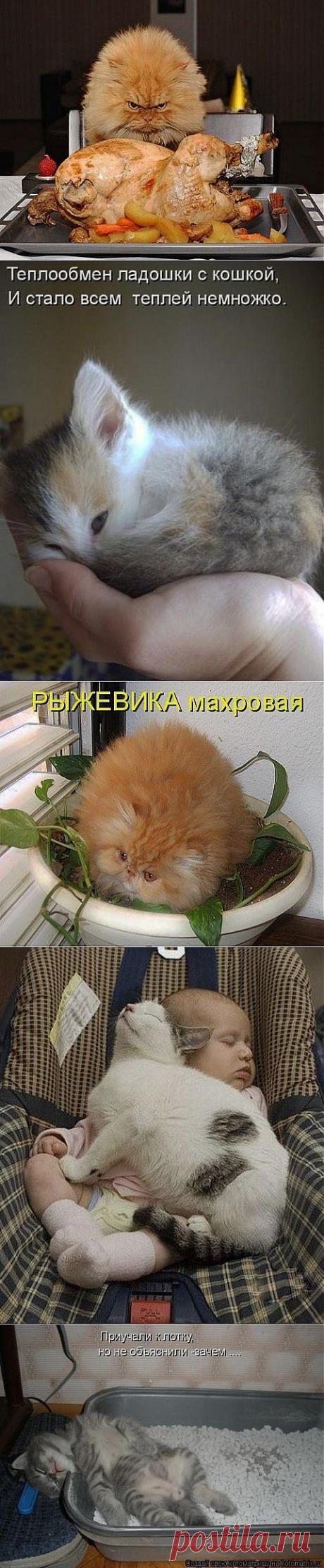 Фотографии сайта «ДОМАШНИЙ ОЧАГ»