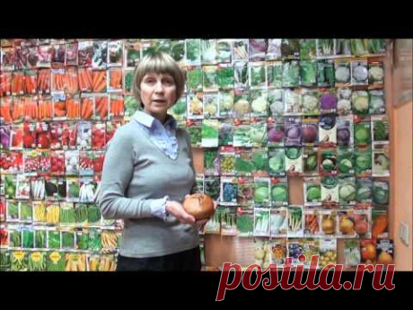 Лук репчатый из семян.