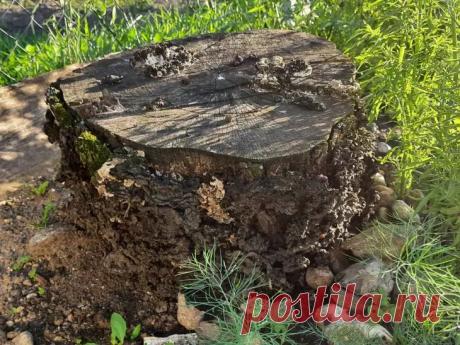 Как с легкостью избавиться от пня на участке: поможет обычная соль. Корчевание - это очень сложная процедура. Чтобы удалить пни вместе с корнями, дачник должен быть физически крепким и выносливым.