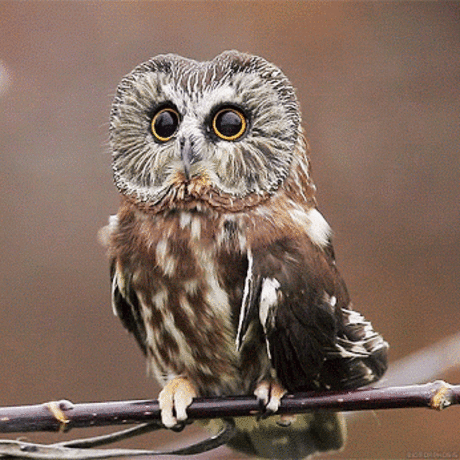 WOA Animal – Google+