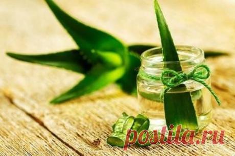 Рецепты красоты и здоровья с алоэ