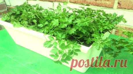 ОГОРОД НА ОКНЕ ЗИМОЙ / КАК ВЫРАСТИТЬ ПЕТРУШКУ В КВАРТИРЕ