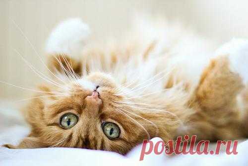photogenic felines