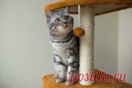 Как приучить к когтеточке кошку или кота? Вот 10 советов, как заставить кошку использовать столбик.