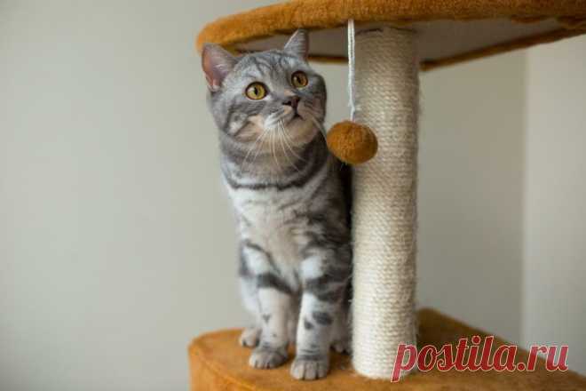 Как приучить к когтеточке кошку или кота? Вот 10 советов, как заставить кошку использовать столбик.