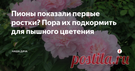 Пионы показали первые ростки? Пора их подкормить для пышного цветения Весенняя подкормка цветов призвана «разбудить» растения после зимнего периода покоя и как следует напитать вегетативные части растения – корни и побеги. На здоровых, хорошо развитых ветках и листва будет лишь радовать, и цветы вырастут крупными и красивыми. Поэтому не нужно недооценивать важность первых весенних подкормок ваших любимцев.