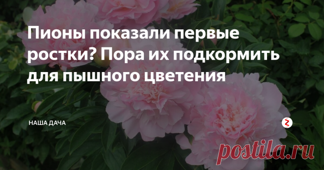 Пионы показали первые ростки? Пора их подкормить для пышного цветения Весенняя подкормка цветов призвана «разбудить» растения после зимнего периода покоя и как следует напитать вегетативные части растения – корни и побеги. На здоровых, хорошо развитых ветках и листва будет лишь радовать, и цветы вырастут крупными и красивыми. Поэтому не нужно недооценивать важность первых весенних подкормок ваших любимцев.