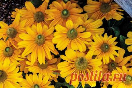 10 необычных однолетников этого сезона. Фото — Ботаничка