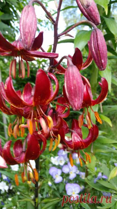 Flowers – Сообщество – Google+