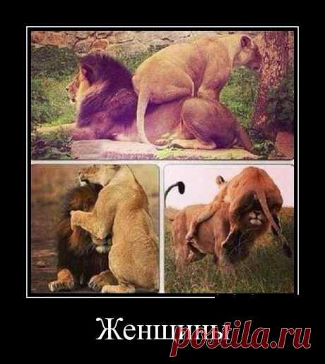 Позитив и демотиваторы / Приколы
