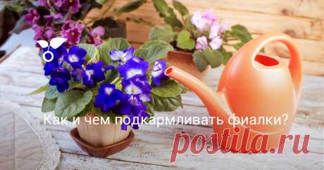 Быстрый рост розеток и обильное цветение фиалок, или сенполий, приводят к тому, что все они крайне зависимы от частоты водных процедур и состава удобрений. И ошибки здесь абсолютно непростительны.